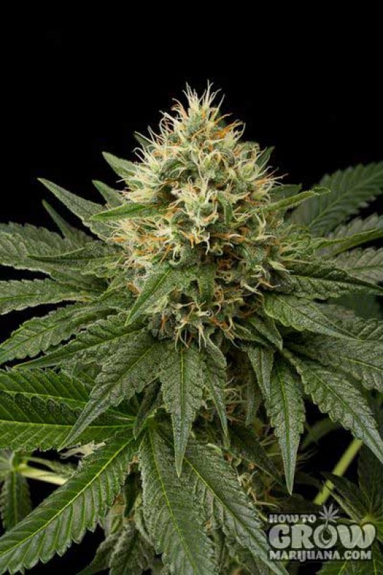 Dinafem – Dinachem Feminized Seeds