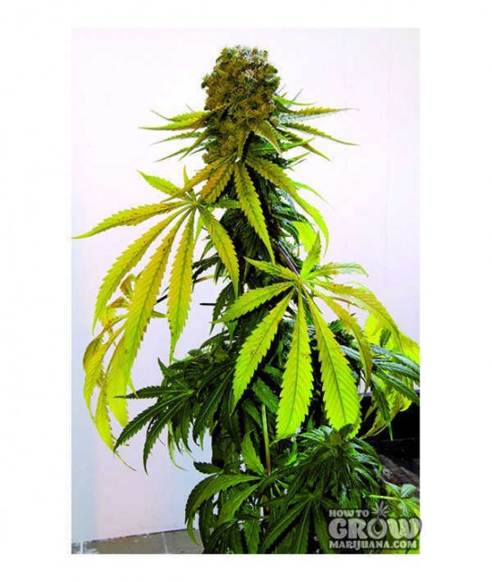 Dopamine – Critical Citral Feminized Seeds