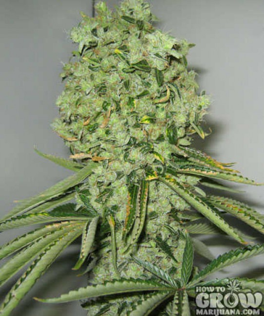 Dr Greenthumb – East Coast Sour Diesel Feminized Seeds