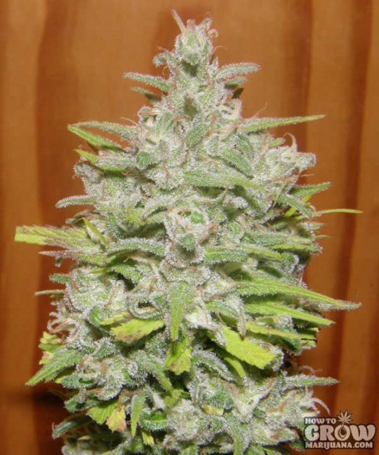 Dr Underground – Crystal M.E.T.H. Feminized Seeds