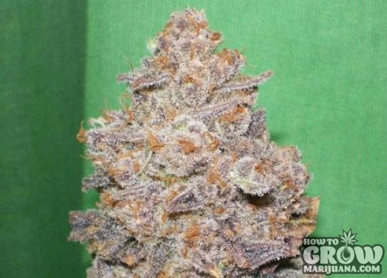 Dr Underground – Melon Gum Feminized Seeds