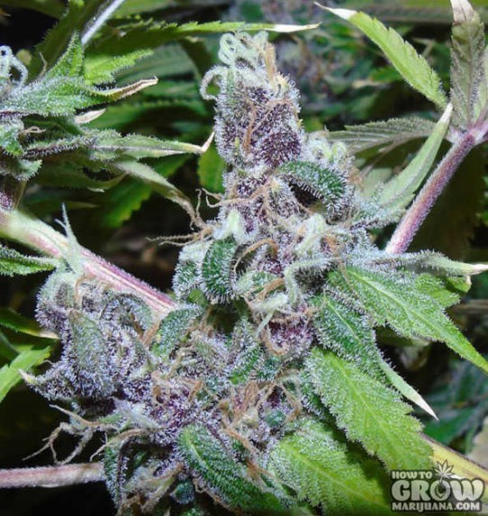 Dr. Underground – American Beauty Feminized Seeds