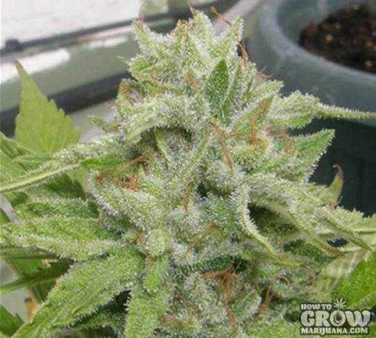 Dr. Underground – Auto King Kong Feminized Seeds