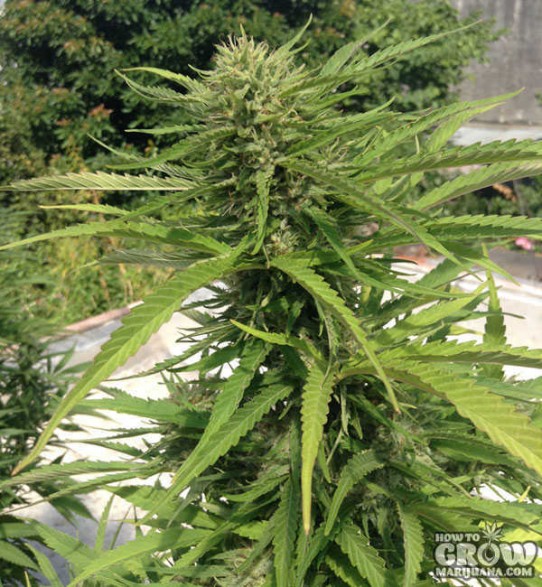 Dr. Underground – Brooklyn Mango Feminized Seeds