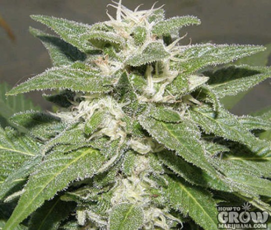 Dr. Underground – Kong 47 Feminized Seeds