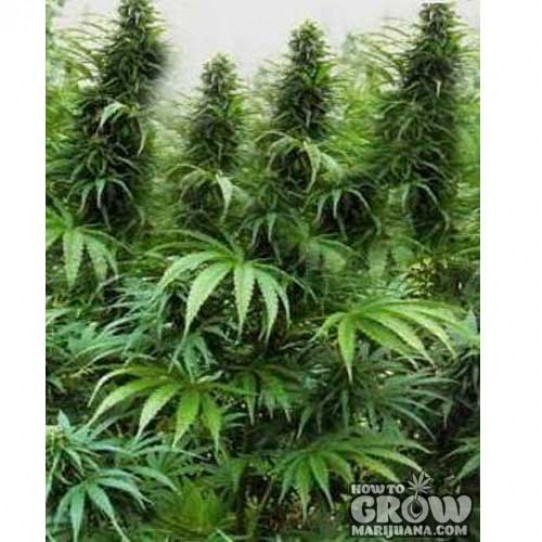 Holy Smoke – Drakensberg AutoFlowering Seeds