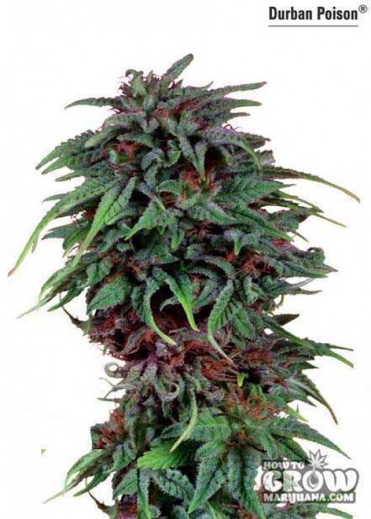 Durban Poison Seeds – Strain History – Feminized, Autoflowering and Regular