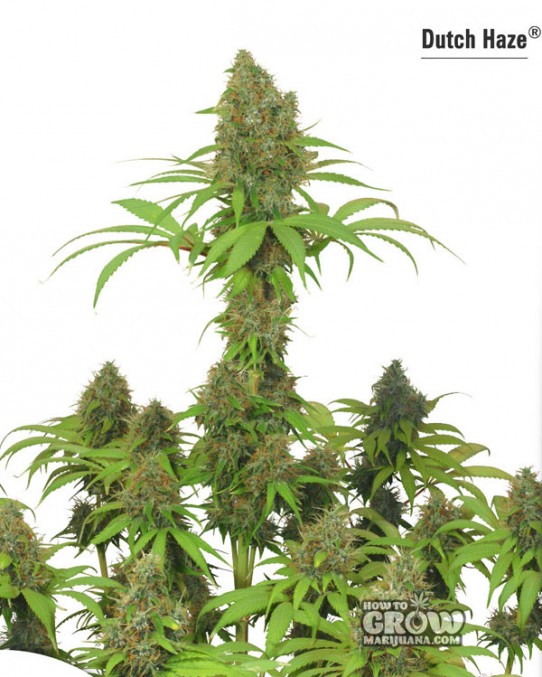 Dutch Passion – Dutch Haze® Feminized Seeds