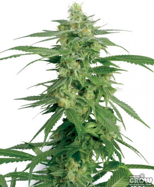 Dutch Passion – Hope Feminized Marijuana Seeds