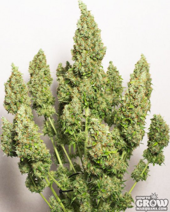 Dutch Passion – Mazar Autoflowering Feminized Seeds