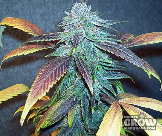 Dutch Passion –  Blue Moonshine® Feminized Seeds