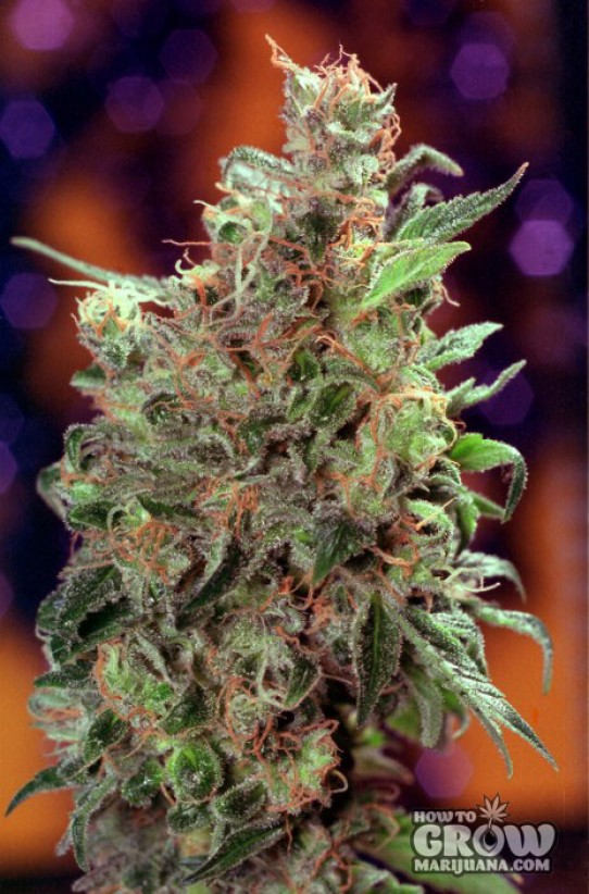 Dutch Passion – Californian Orange Feminized Seeds