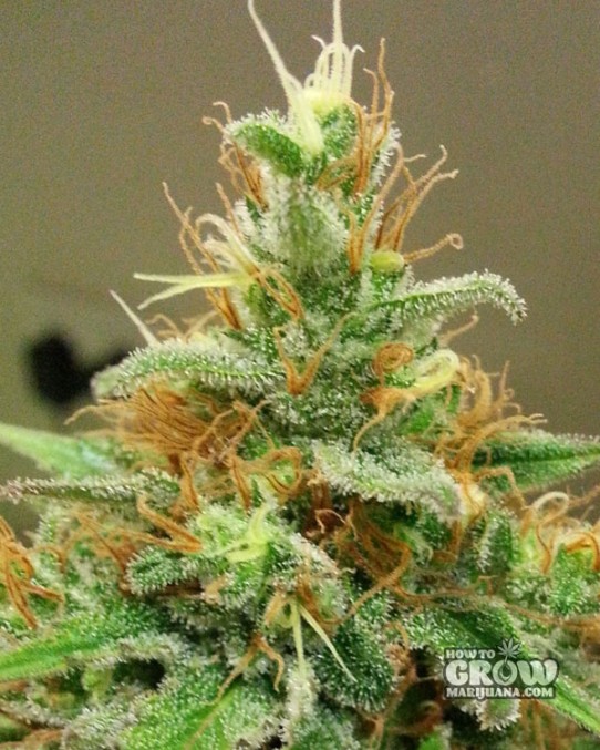 Dutch Passion – Dolce Vita® Feminized Seeds