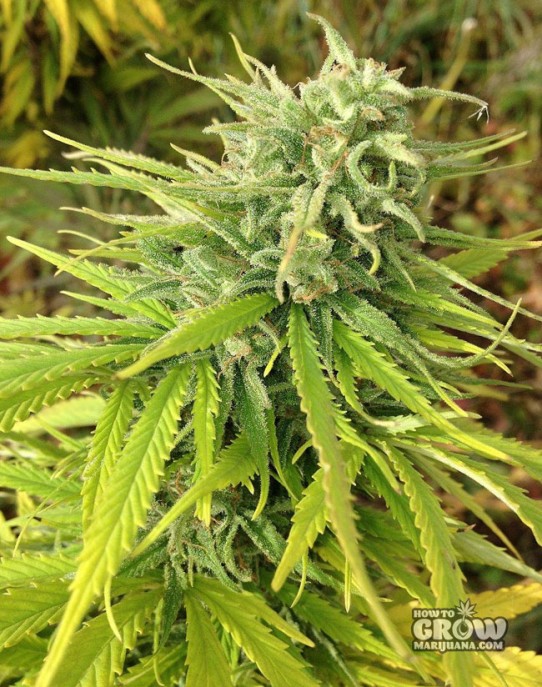 Dutch Passion – Durban Poison® Feminized Seeds