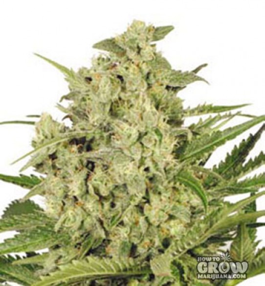 Dutch Passion – Cheese® Feminized Seeds