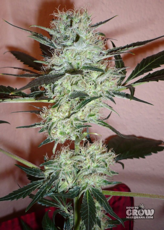 Dutch Passion – Isis® Feminized Seeds