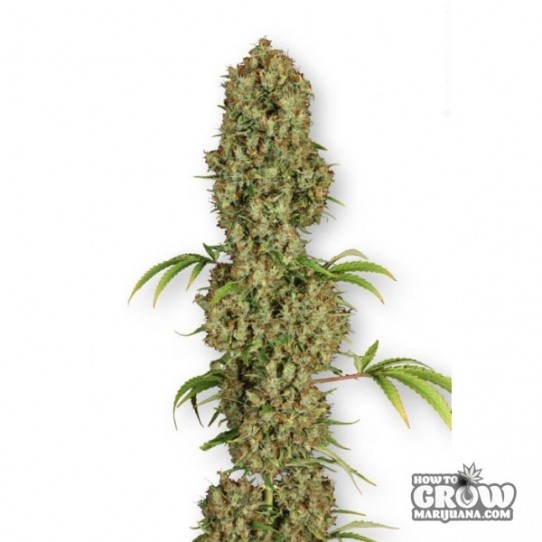 Dutch Passion – Jorge’s Diamonds #1® Feminized Seeds