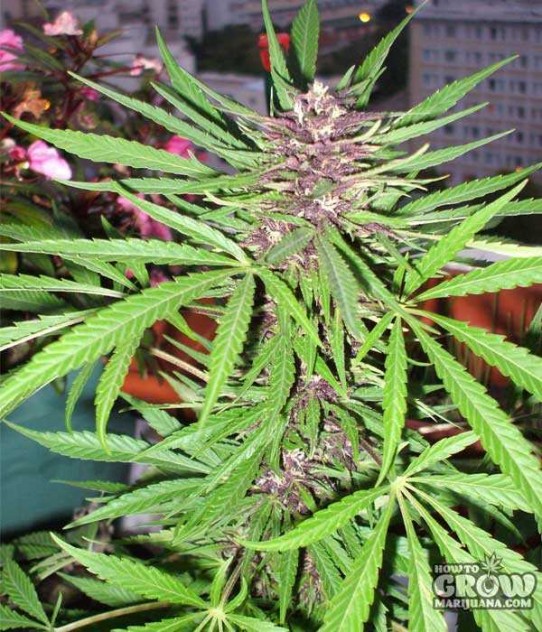 Dutch Passion – Purple #1 Feminized Seeds