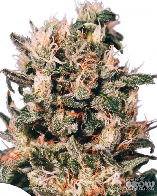 Dutch Passion – Euforia Feminized Seeds