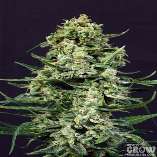 Exotic – Sir Jack Autoflowering Feminized Seeds