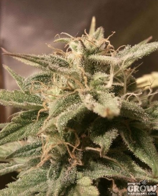 Female – Auto Bubble Autoflowering Feminized Seeds