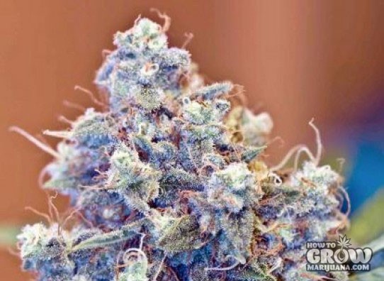 Female – Iced Grapefruit X-Line Feminized Seeds