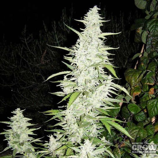 Female – Maroc Feminized Marijuana Seeds