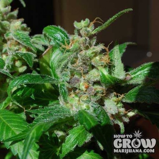 Female – Black Sugar Feminized Seeds