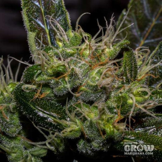 Flash – Cobra Autoflowering Feminized Seeds