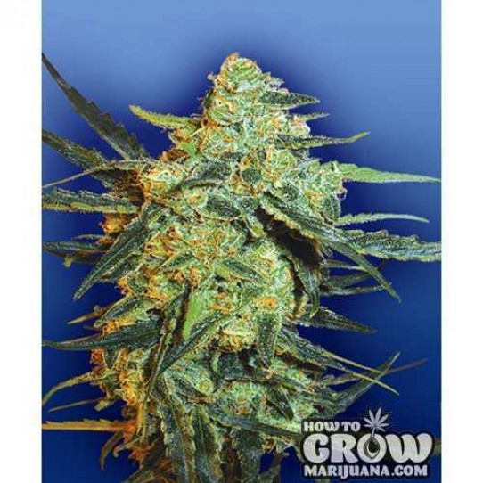 Flying Dutchmen – Blueberry Skunk Feminized Seeds