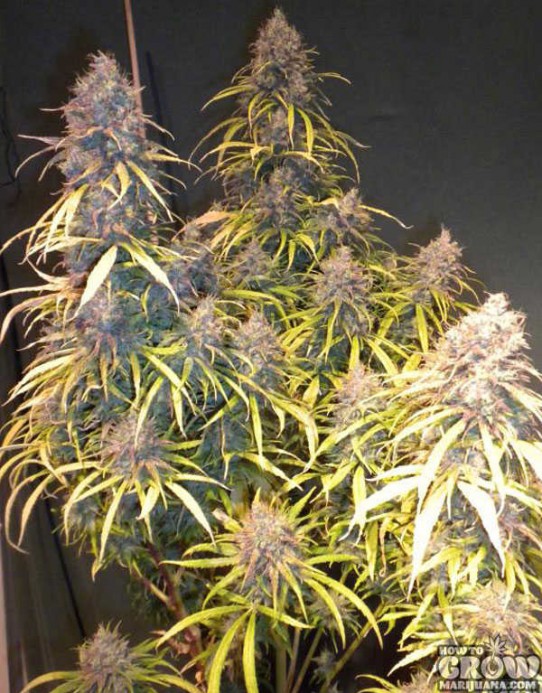 Dampkring – G13 x Amnesia Haze Seeds