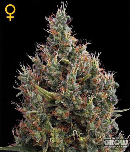 GreenHouse – Big Bang AutoFlowering Feminized Seeds