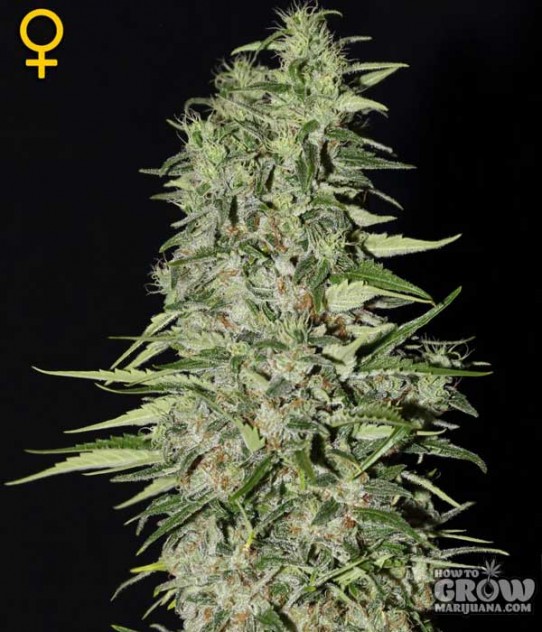 Green House – Diamond Girl Feminized Seeds