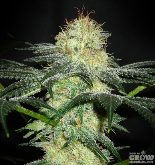 Gage Green – Freedom Baby Regular Seeds