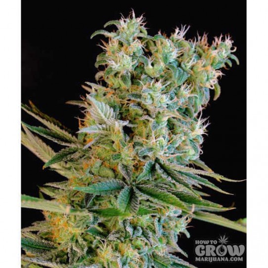 Genehtik – Amnesia Bilbo Feminized Seeds