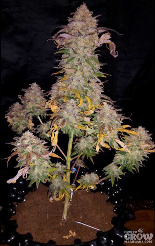 Genehtik – Kritikal Bilbo Feminized Seeds