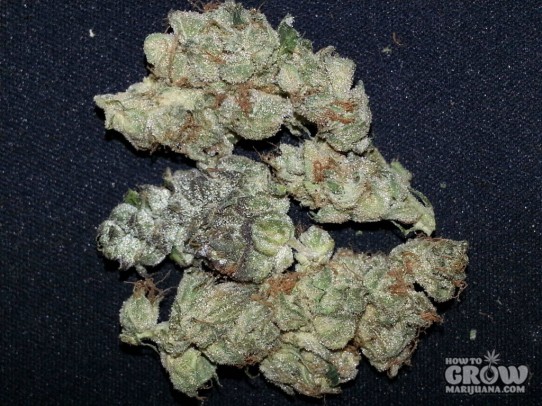 The Cookie Family – Girl Scout Cookies Seeds