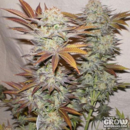 Glitch Genetics – Cannalope Glitch Seeds