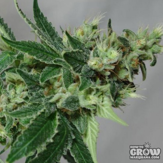 Glitch Genetics – Recon Glitch Seeds