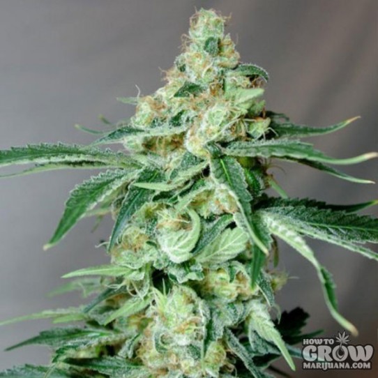 Glitch Genetics – Strawberry Glitch Seeds