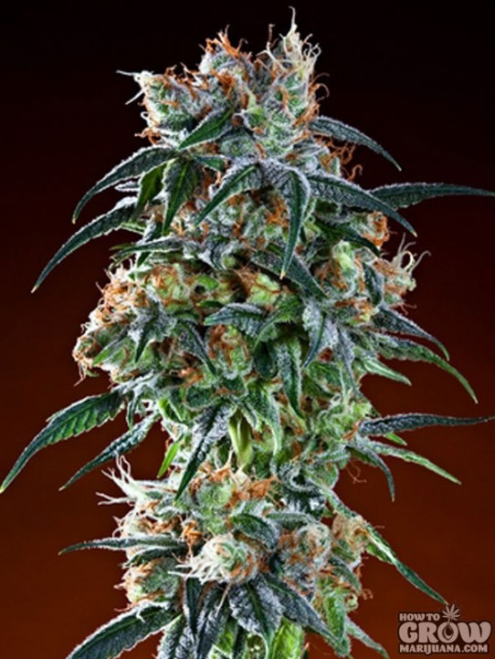 Grand Daddy Purp – Bay 11 Seeds