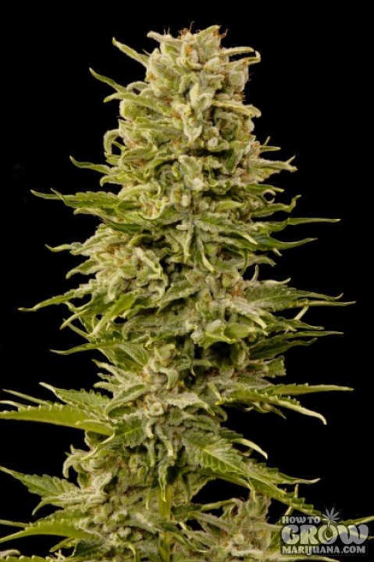 Grass-O-Matic – Auto AK Autoflowering Feminized Seeds