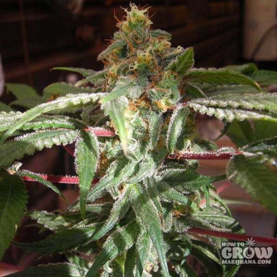 GreenHouse – A.M.S. Feminised Seeds