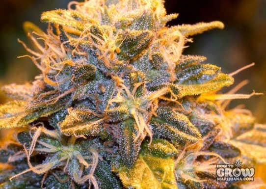 Green House – Bubba Kush Feminized Seeds