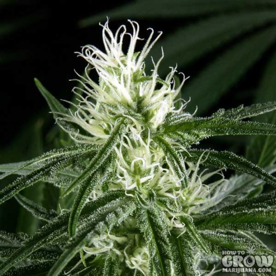 Green House – Hawaiian Snow Feminized Seeds