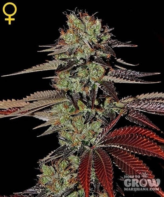 Green House – King’s Kush Auto Feminized Seeds