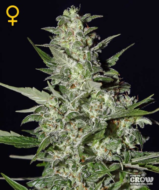 Green House – Super Critical Autoflowering Feminized Seeds