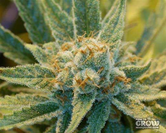 Green House – Super Silver Haze Feminized Seeds