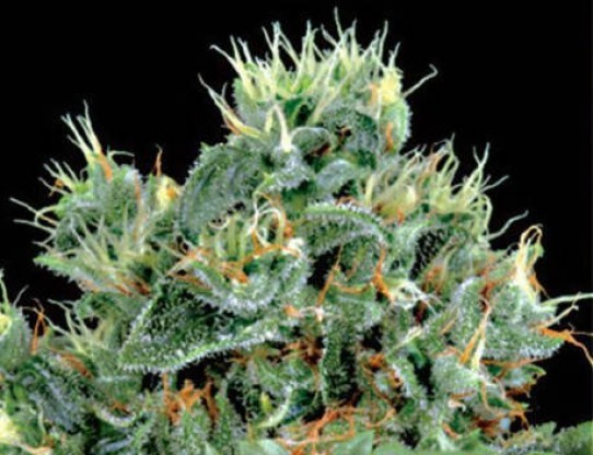 Green House – The Doctor Feminized Seeds