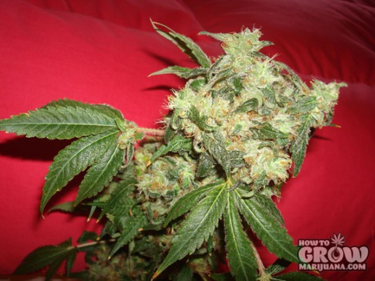 Green House – White Widow Feminised Seeds